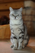 BRITISH SHORTHAIR 046